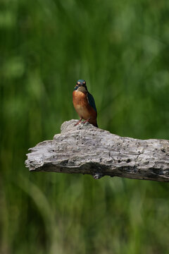 A kingfisher&mdash;a beautiful, colorful bird&mdash;set against the surrounding greenery.