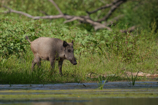 wild boar in the wild