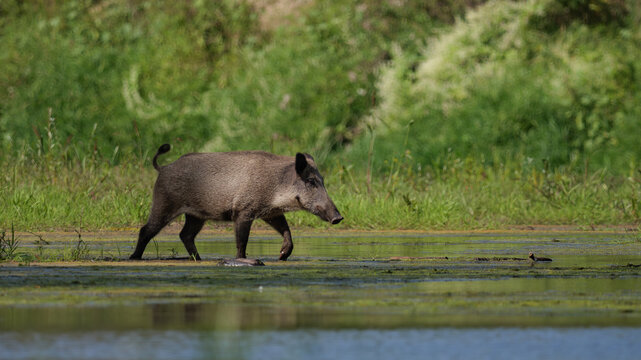 A wild boar walking in the water amidst the greenery.