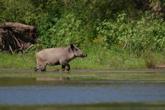 A wild boar walking in the water amidst the greenery.