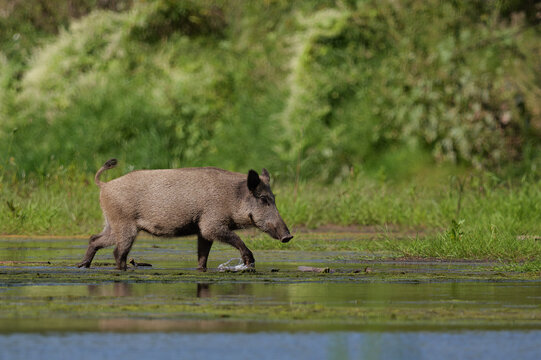 A wild boar walking in the water amidst the greenery.