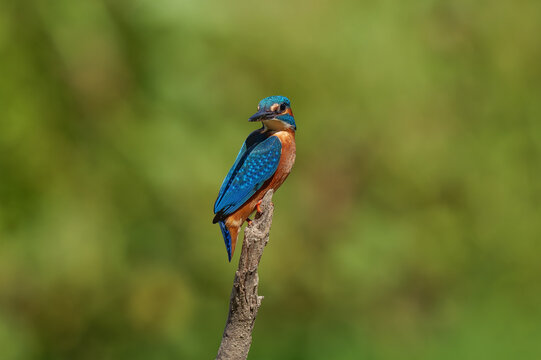 A beautiful, colorful kingfisher against a blurred green background.