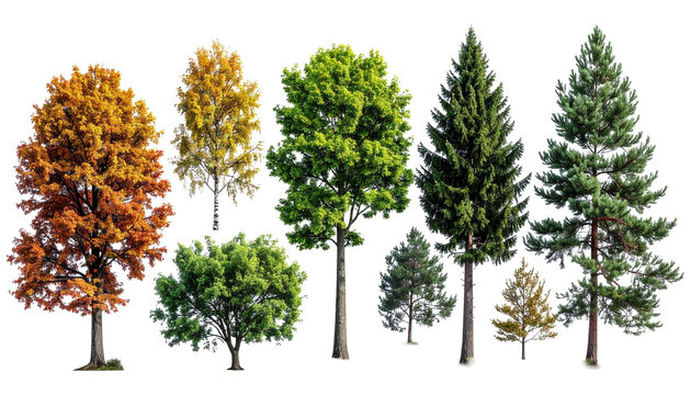 Diverse collection of realistic deciduous and coniferous trees isolated on a pure white background for design