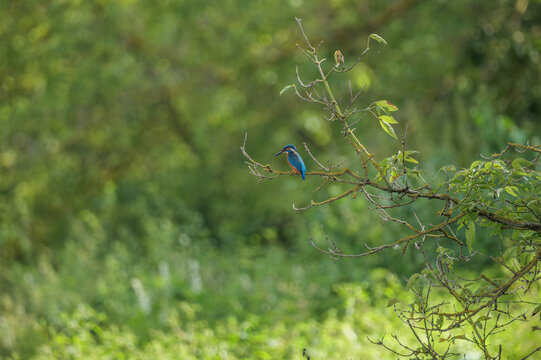 A kingfisher on a branch surrounded by a green forest.