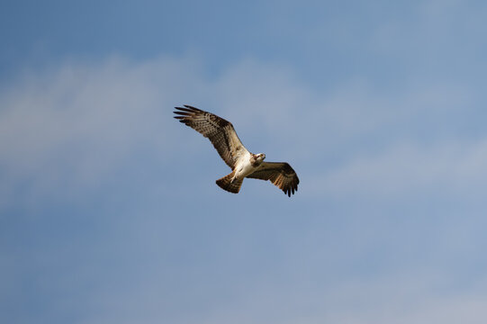 Osprey in flight against a blue sky - Pandion haliaetus