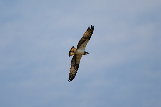 Osprey in flight against a blue sky - Pandion haliaetus