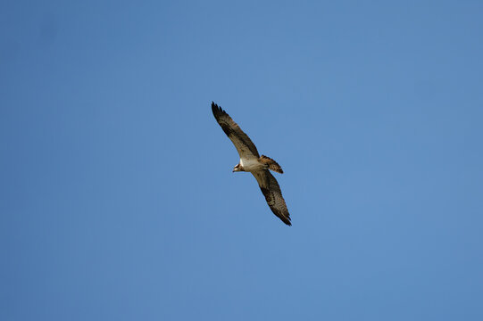 Osprey in flight against a blue sky - Pandion haliaetus