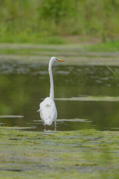 white heron in the water