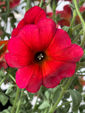 Fleur rouge de calibrachoa en gros plan avec p&eacute;tales &eacute;clatants et arri&egrave;re-plan flou