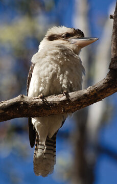 Laughing Kookaburra Perched in a Tree at Carnarvon Gorge, Queensland, Australia