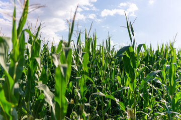 Obraz premium Fresh green maize plants growing in a corn field on a sunny summer day with fertile agricultural farmland