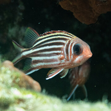 striped red mullet