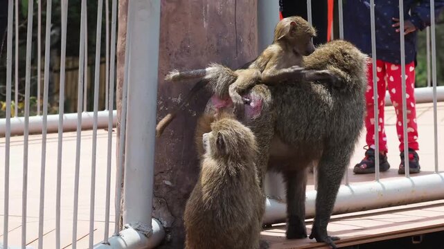 Olive Baboon Family (Papio anubis) at Nairobi Safari Walk