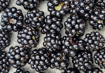 Black berries © Hajnalka