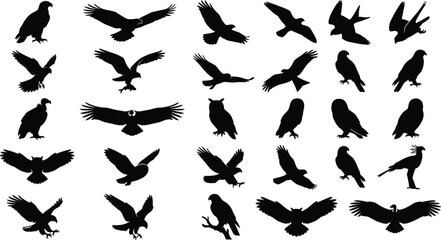 Fototapeta premium Birds of Prey & Raptors Silhouette Vector Set