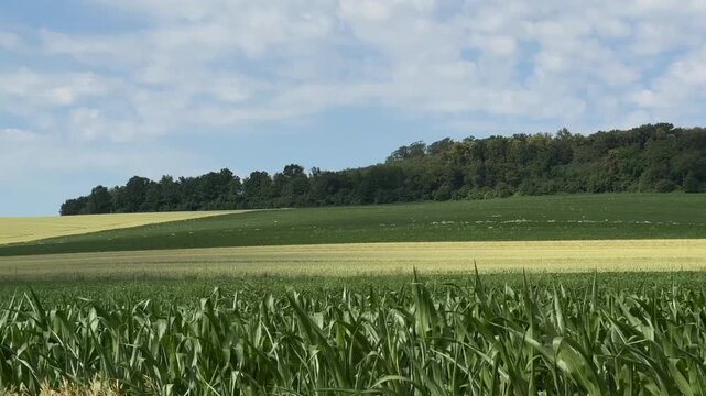 Ripening grain fields stretch across gently rolling farmland bordered by a dense forest beneath a clear blue summer sky. Agriculture, harvest, countryside, nature, rural landscape.