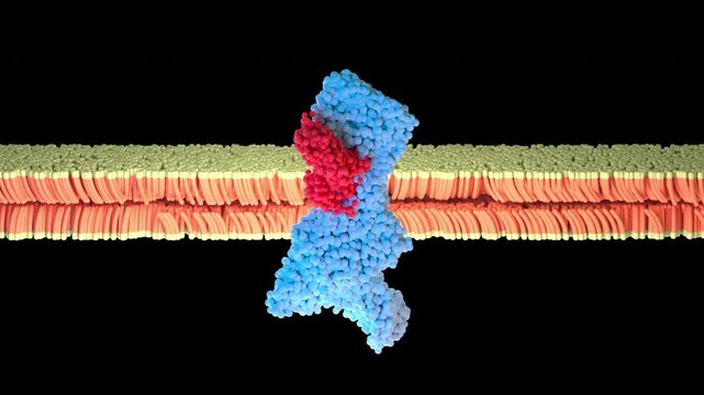 GLP-1 Receptor Binding 3D Medical Animation &ndash; Hormone Signaling Visualization
