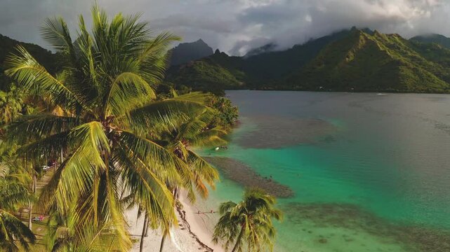 Rise up drone flight over Moorea island landscape with white sand beach, swaying palms, turquoise lagoon, lush green peaks beneath dramatic clouds. Idyllic tropical vacation scene in French Polynesia
