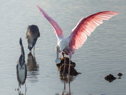 Roseate spoonbill wading in shallow water and displaying natural behavior in a wetland habitat.