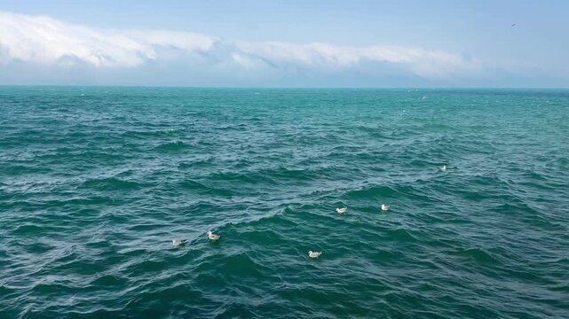 White ducks glide across the calm waters of Lake Sevan, surrounded by gentle waves and a clear blue sky, showcasing nature's tranquility