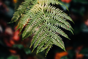 Green fern frond growing in natural forest environment © Zoran Jesic
