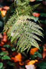 Green fern frond thriving in autumn forest environment © Zoran Jesic