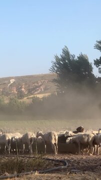 Dusty flock of sheep running to drink water at a farm trough