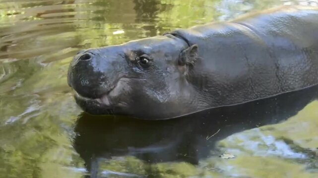 Pygmy hippopotamus, its scientific name is Choeropsis liberiensis