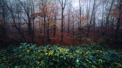 Obraz premium Autumn forest covered in dense fog and mist