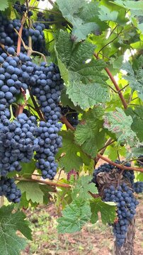 Ripe Blauer Portugieser red wine grapes on grapevine branch in Pfalz vineyard