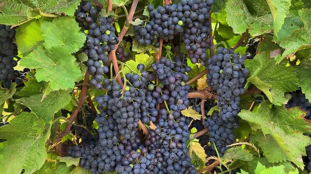 Ripe  red wine grapes on grapevine branch in vineyard