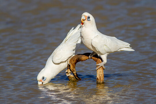 Little Corella's drinking at an Australian outback water hole