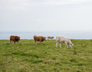 cows grazing © Devan Shae