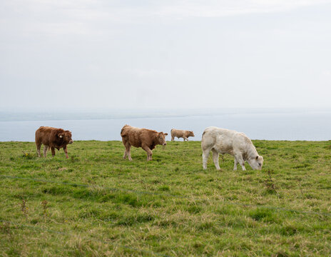 cows grazing