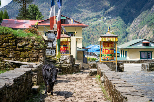 Yak, o vaca de monta&ntilde;a, en la regi&oacute;n del Everest, caminando en pueblo de monta&ntilde;a en los himalayas. En Nepal.