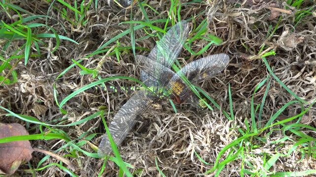 Hornisse (Vespa crabro) frisst an einer erbeuteten Blaugr&uuml;nen Mosaikfungfer (Aeshna cyanea), Weilerswist, Nordrhein-Westfalen, Deutschland