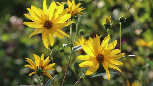 Topinambur (Helianthus tuberosus) - bl&uuml;hende Blumen im Garten, Weilerswist, Nordrhein-Westfalen, Deutschland