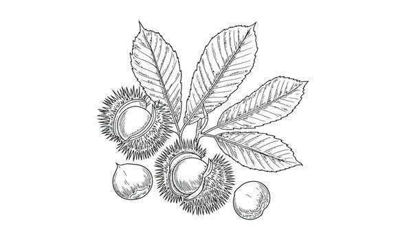 Hand drawn vector illustration of sweet chestnut branch with leaves, spiky burrs, and ripe nuts isolated on white background