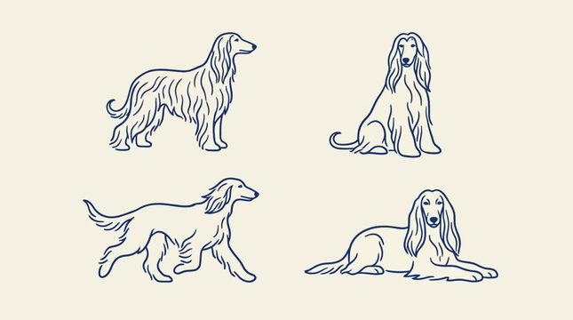 Set of four outline illustrations of Afghan Hound dogs in various poses.
