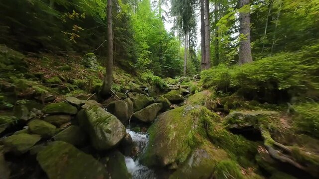 Low aerial flight along a mossy stream bed in dense mountain forest