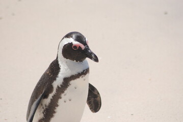 penguin close up © Mel