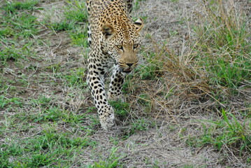 leopard in the wild © Mel