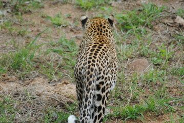 leopard back © Mel