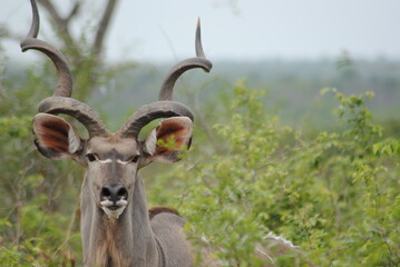 close up of an antelope © Mel