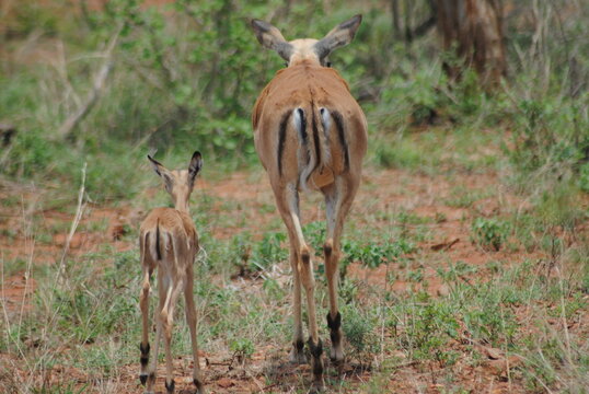 antelope mother and child