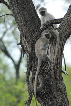 Monkey friends