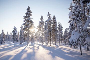 Coniferous trees covered in snow on a bright sunny day in Lapland. © Migara