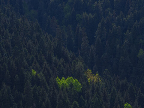 Spruce forest (Picea abies) with bright green tree, copy space