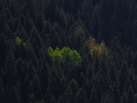 Bright Deciduous Trees in Dark Coniferous Forest, copy space