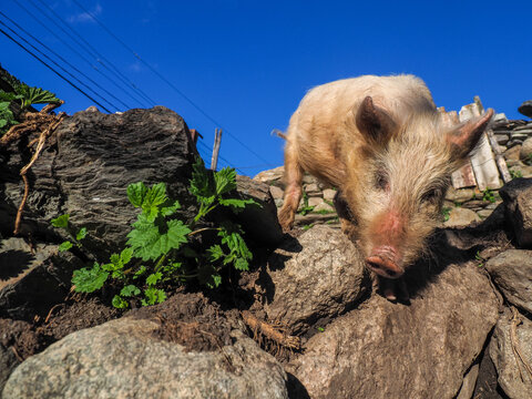 Piglet (Sus domesticus) Walking on Rocks in Mountain Village